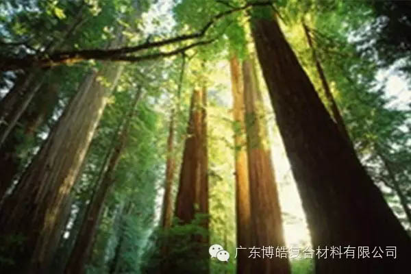 【博皓感悟】欲為大樹，莫與草爭-2