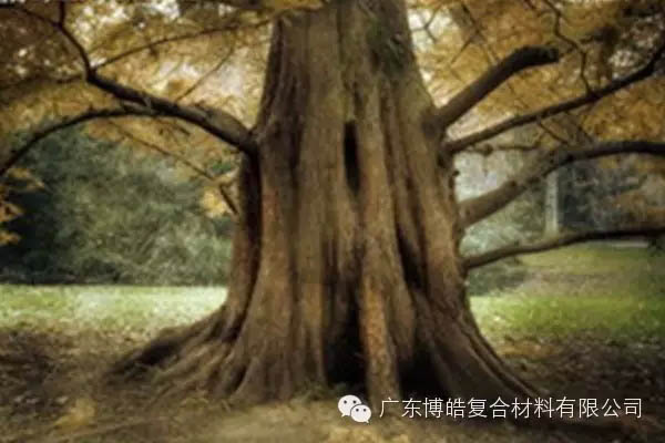 【博皓感悟】欲為大樹，莫與草爭-4