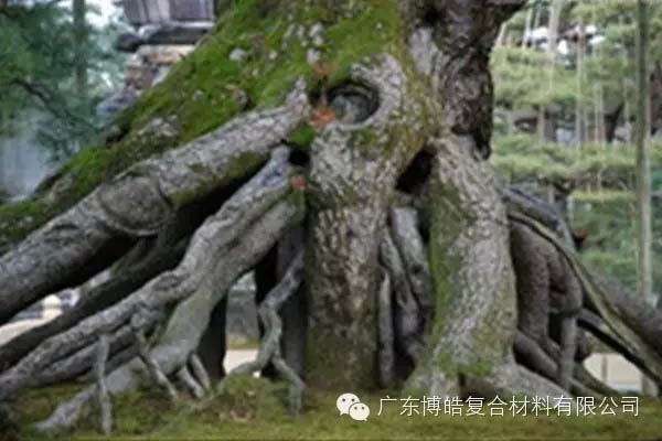 【博皓感悟】欲為大樹，莫與草爭-5