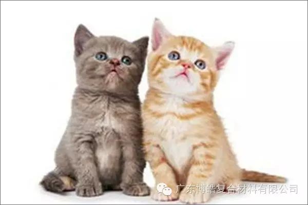 白貓黑貓，抓住老鼠就是好貓